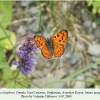 lycaena alciphron saraor female 1